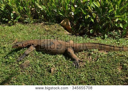 Monitor Lizard In The Wild Of Southeast Asia. Monitor Lizard In The Green Grass