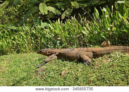Monitor Lizard In The Wild Of Southeast Asia. Monitor Lizard In The Green Grass