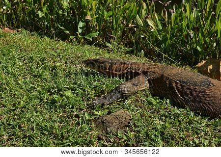 Monitor Lizard In The Wild Of Southeast Asia. Monitor Lizard In The Green Grass. Close Up