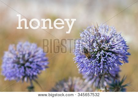 Big Yellow And Black Striped Bee Is Flying Around A Big Bright Purple Spheric Flower Also Known As 