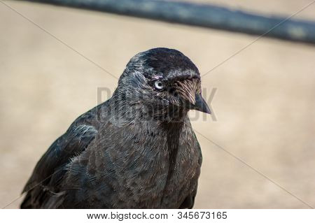 A Close Up Of The Head And Shoulders Of A European Jackdaw (coloeus Modedula)