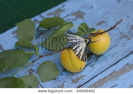 helle Schmetterling auf GlasfuÃŸ mit Aprikosen und BlÃ¤tter auf hÃ¶lzernen Hintergrund (flachen Dof)