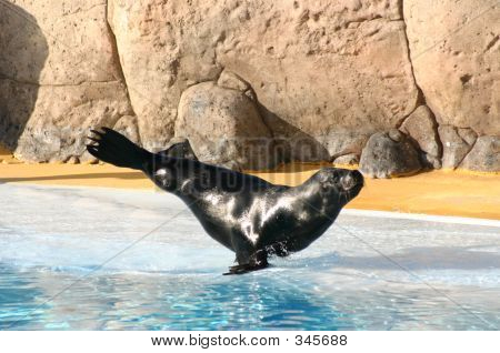 Sealion bilanciamento