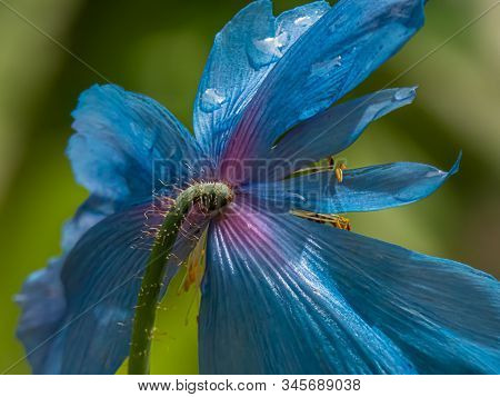 Blue Himalayan Poppy Growing In Botanical Garden In Washington