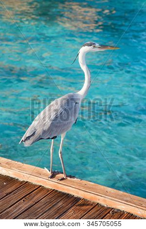 Gray heron fishing at sunset on the beach