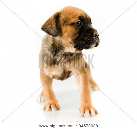 štěně Boxer před bílým pozadím
