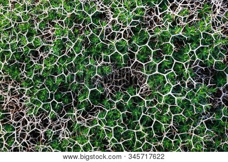 Sarcopoterium Spinosum- Genus Of Flowering Plants In The Rose Family.  Texture. Background.