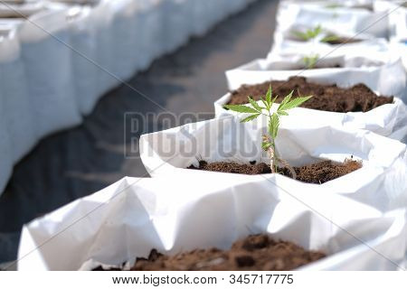 Growing Cannabis Marijuana Herb Plant In Outdoor Farm