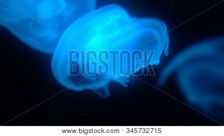 Beautiful Colorful Poisonous Box Jellyfish, Jellyfish In Aquarium With Black Background, Close-up Of