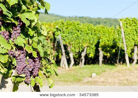 grapevine in vineyard (gewurztraminer), Alsace, France