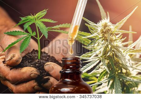 Cannabis Cbd Tnc Oil Extracts In Jars Herb And Leaves. Concept Medical Marijuana