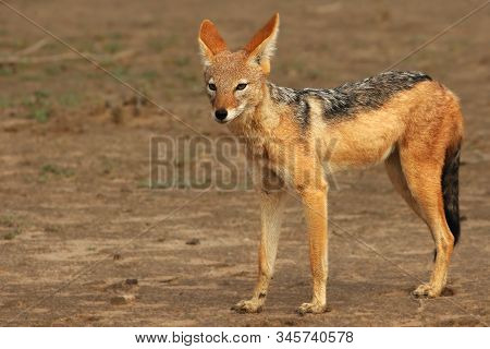 The Black-backed Jackal (canis Mesomelas) In Kalahari Desert In Morning Sun. The Black-backed Jackal