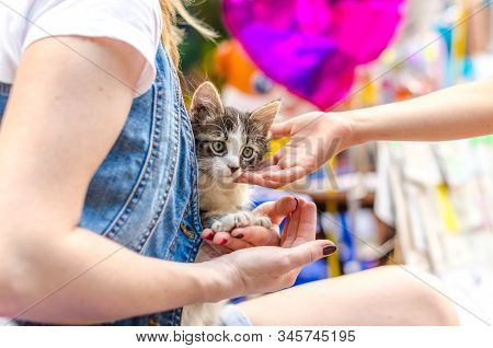Tabby Kitten Sitting In The Arms Of A Woman
