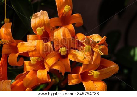 The African Orange Trumpetflower Bignoniaceae At Madeira