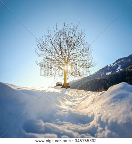 Pov Snow Tree Silhouette Backlight Through Branches .