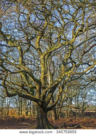 Beautiful Old Oak Tree At Skipwith Common, North Yorkshire, England, With Bare Winter Branches
