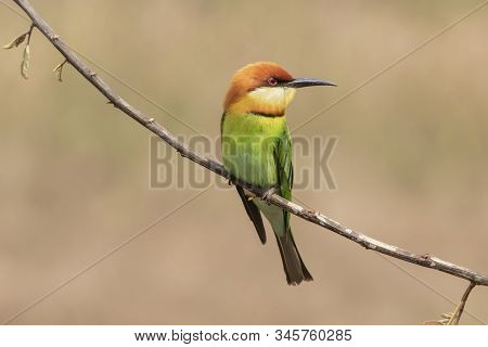 Chestnut-headed Bee-eater (merops Leschenaulti) Beautiful Green With Orange Head Lonely Perching On 