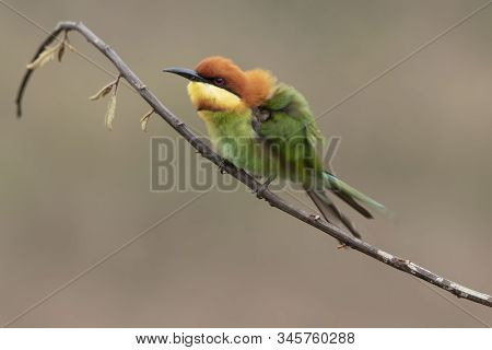 Chestnut-headed Bee-eater (merops Leschenaulti) Beautiful Green With Orange Head Lonely Perching On 