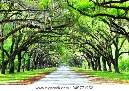 A Breathtaking Road Sheltered By Live Oak Trees And Spanish Moss Near Wormsloe Historic Site, Georgi
