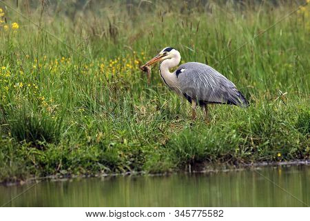 The Grey Heron (ardea Cinerea) Standing And Fishing In The Water. Big Heron Withcatfish With Green B