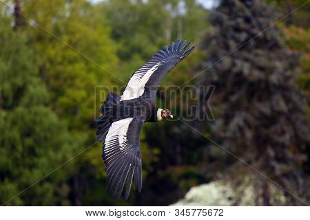 The Andean Condor (vultur Gryphus) Flies With Green Trees In The Background. Big Predator Flying In 