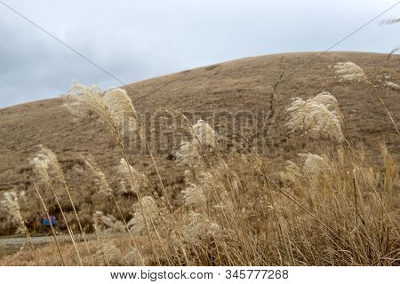 Jeju Island, Korea, January. 6, 2020: Songaksan Mountain Is Beautiful