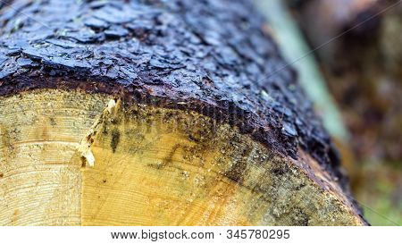 Close Up Cross Section Of The Wood, Sawn Logs. Stack Of Sawn Logs. Natural Wooden Decor Background.