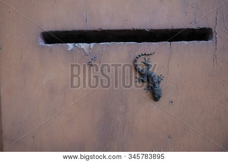 House Lizard Or Little Gecko On Wooden Door Under The Mail Box Hole