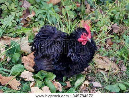 A Black Frizzle Chicken With Curly Feathers On The Grass