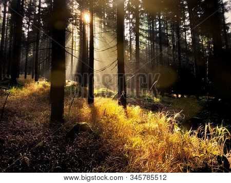 Šumava, Czech Republic, Šumava National Park, Sunshine In Forest