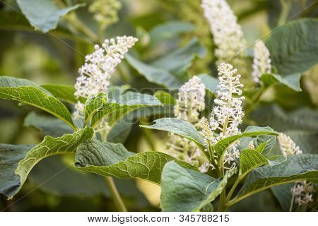 Flowers And Leaves Of Indian Poke (phytolacca Acinosa). Natural Background