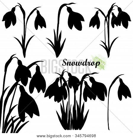 Vector Set Of Bouquet Silhouettes Of Snowdrop Or Galanthus Flowers And Leaf In Black Isolated On Whi