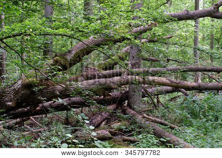 Alder Tree Deciduous Stand
