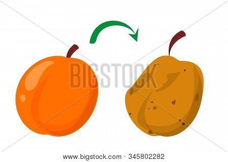 Rotten Peach And Fresh Fruit Vector Isolated. Food Waste