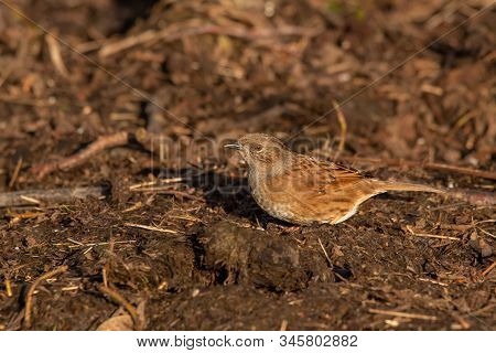 A Dunnock Bird On The Ground In Spring