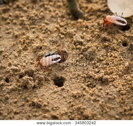 Uca Vocans, Fiddler Crab Walking In Mangrove Forest At Phuket Beach, Thailand