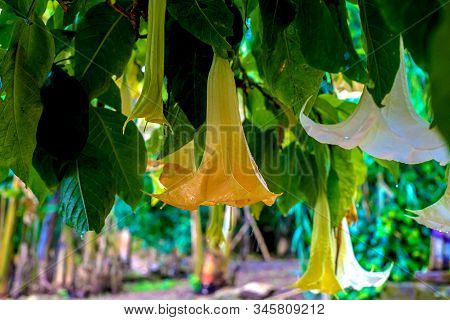 Brugmansia Close-up On The Background Of The Ruins Of Sala Colonia And The Islamic Complex Chellah.