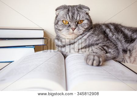 A Funny Scottish Fold Cat Sits Next To An Open Book. The Concept Of Reading Books About Pets. Light 