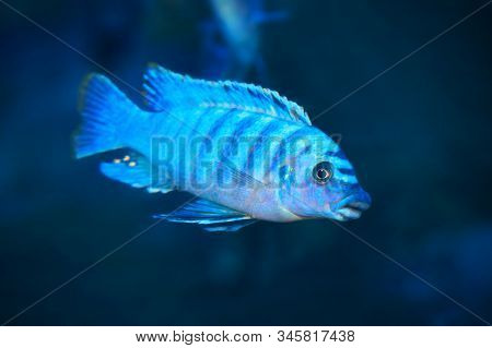 Freshwater Aquarium Fish, Endemic Cichlid Fish From African Lake And South American Rivers