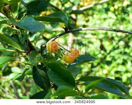Three Cherries Ripening On A Twig With Green Leaves