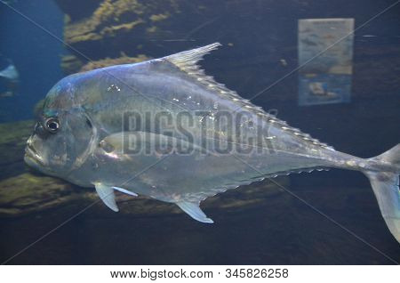 Lockdown Fish Selene Dorsalis Atlantic, Aquarium Berlin Germany