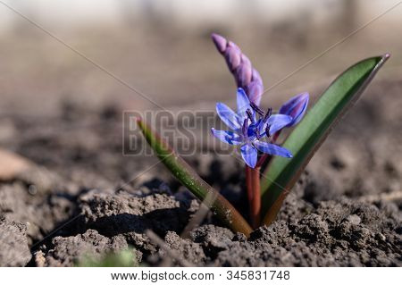 Bluebell Flowers In The Spring Garden Close Up. Background Is Brurred.