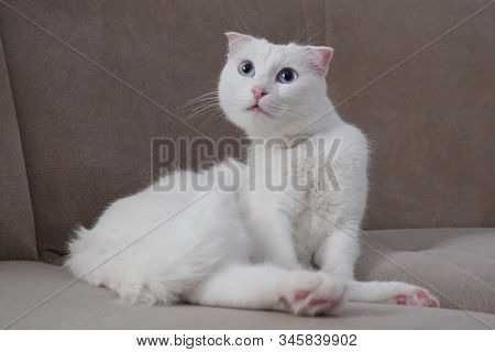 Cute white Scottish fold cat with blue eyes