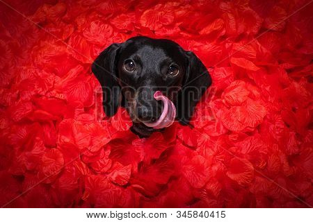 Valentines Wedding Dog In Love