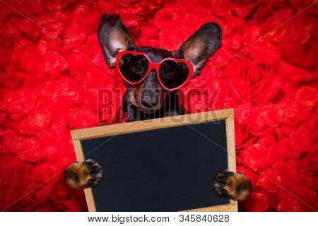 Valentines Wedding Dog In Love