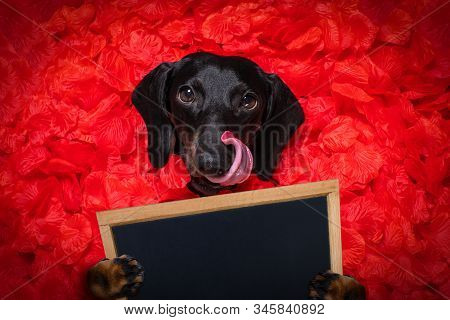 Valentines Wedding Dog In Love