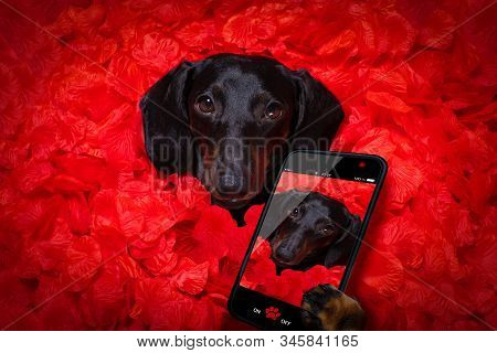 Valentines Wedding Dog In Love