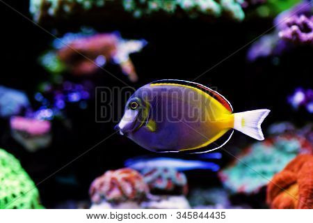 Powder Brown Saltwater Fish Tang - Acanthurus Japonicus