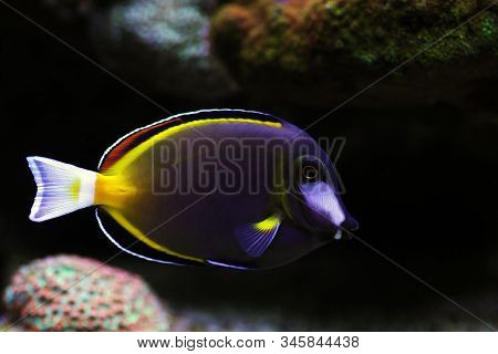 Powder Brown Saltwater Fish Tang - Acanthurus Japonicus