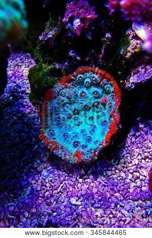Living Lava Chalice Lps Coral - Pectiniidae Sp.